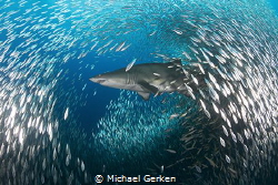 Sand tiger shark or Carcharias taurus, off the coast of N... by Michael Gerken 